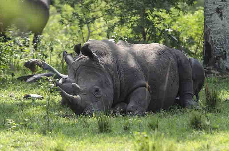 Rinoceronte Blanco - reserva de Ziwa - Uganda 07.jpg